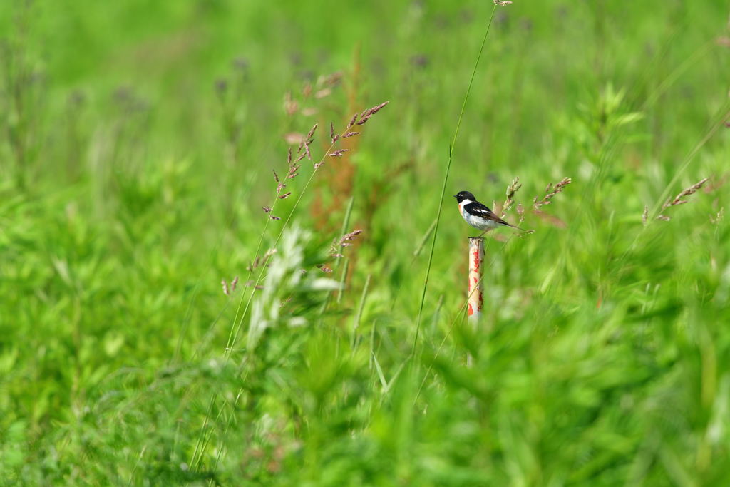 コーヒーブレイク