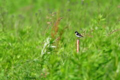 コーヒーブレイク