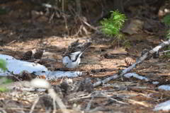 天使は雪が好き