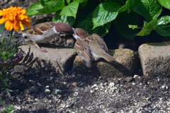 お庭で朝食