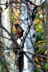 テーブルマナー