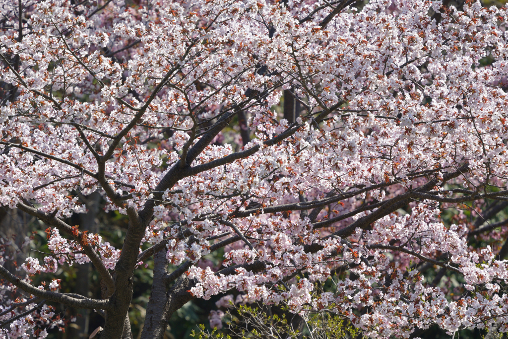 華盛り