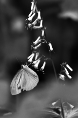昼下がりの森