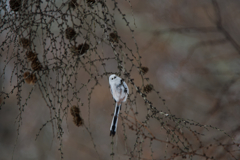white fairy