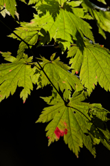 紅をさす 紅をさす