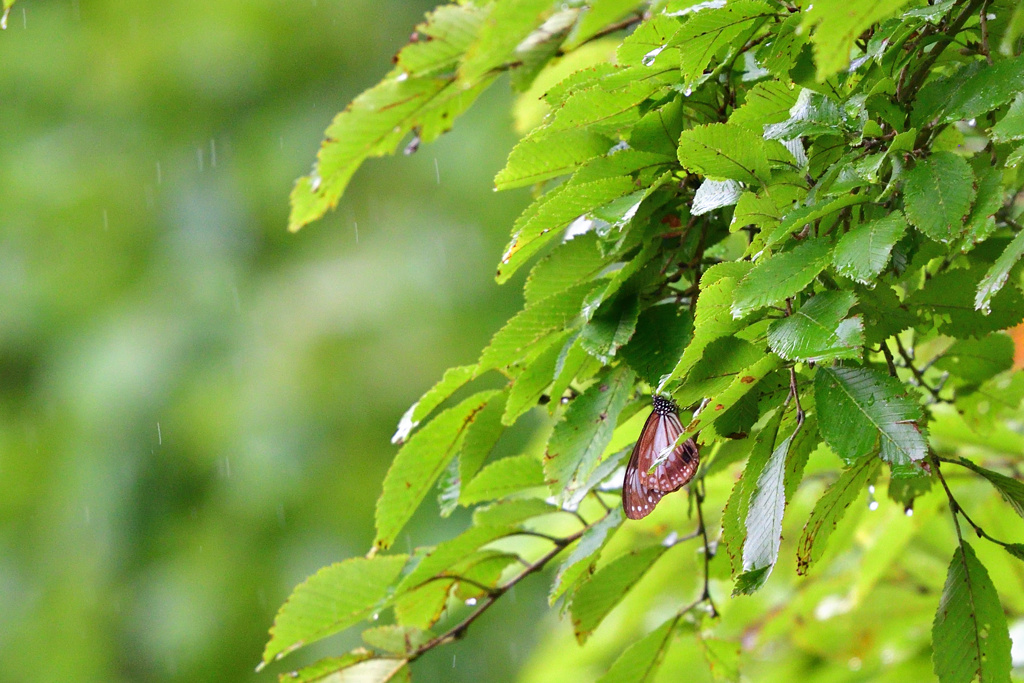 雨にも負けず