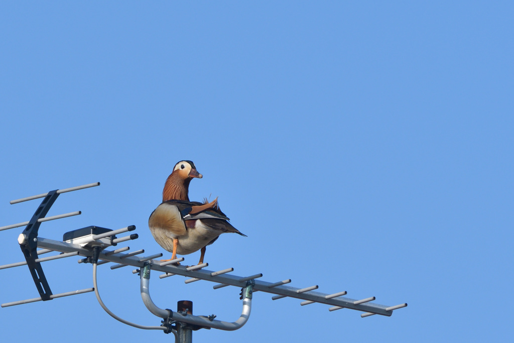 カラフル鳥