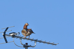カラフル鳥