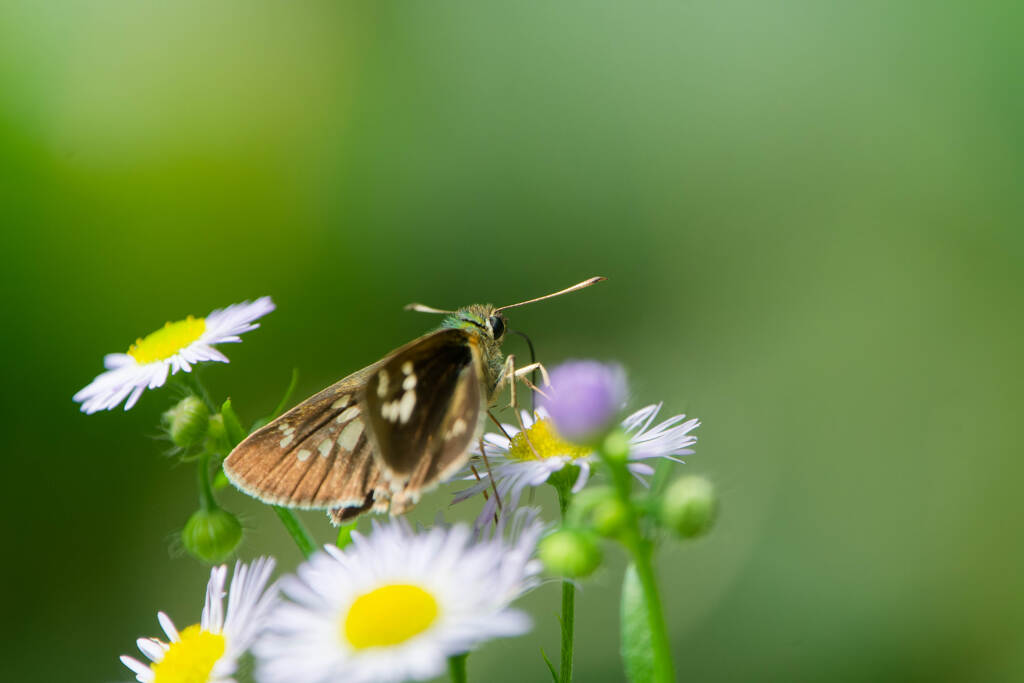 花食堂
