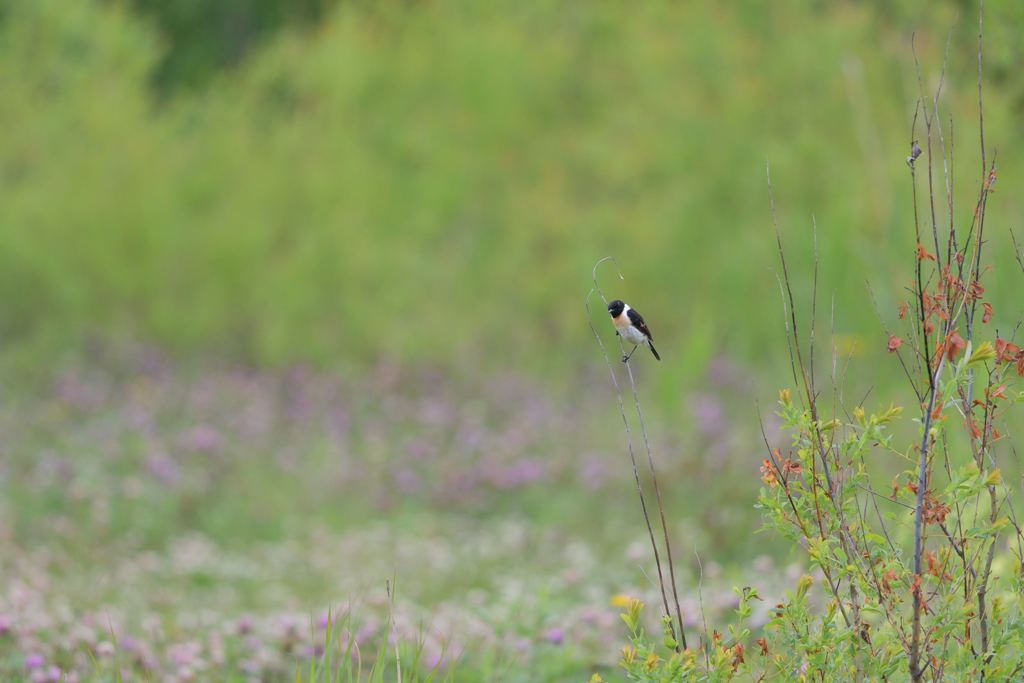 のび太のパラダイス