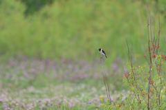 のび太のパラダイス