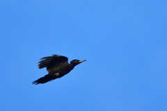 空飛ぶクマ