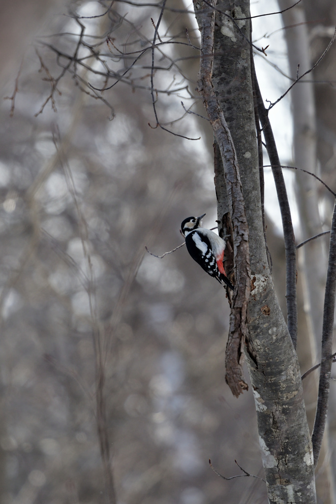 ロンリーガール