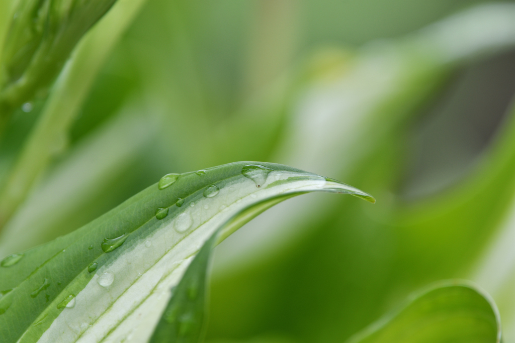 雨上り