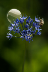 線香花火