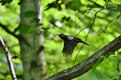 私もついでに行く