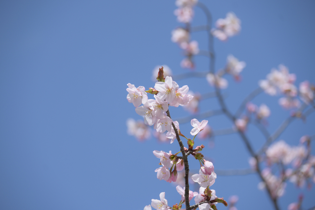 爽やか桜日和