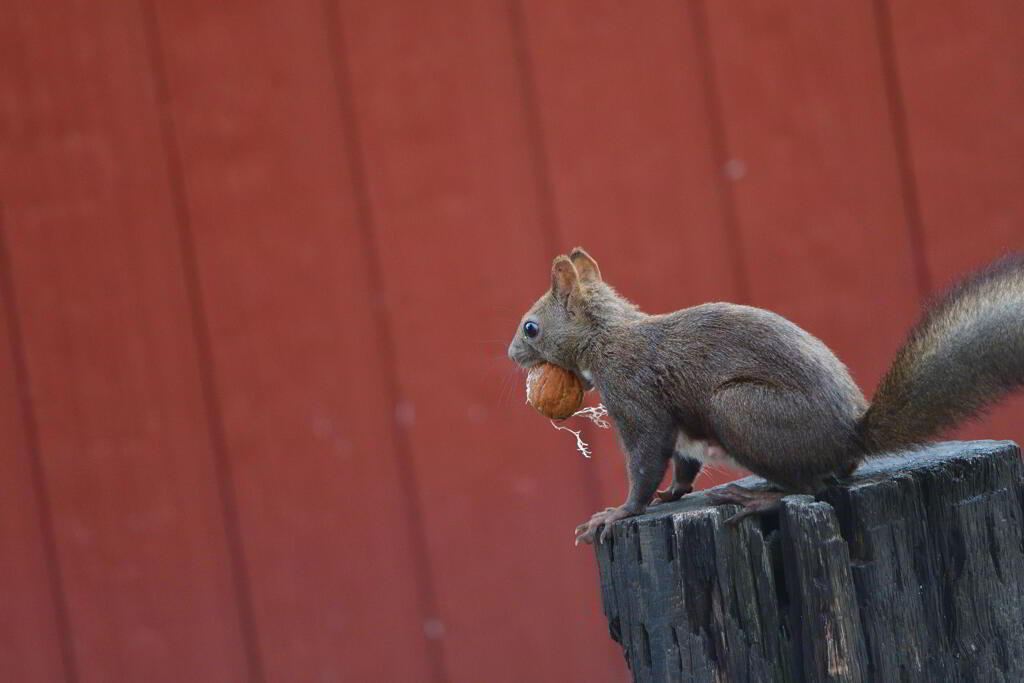 借りてきたリス