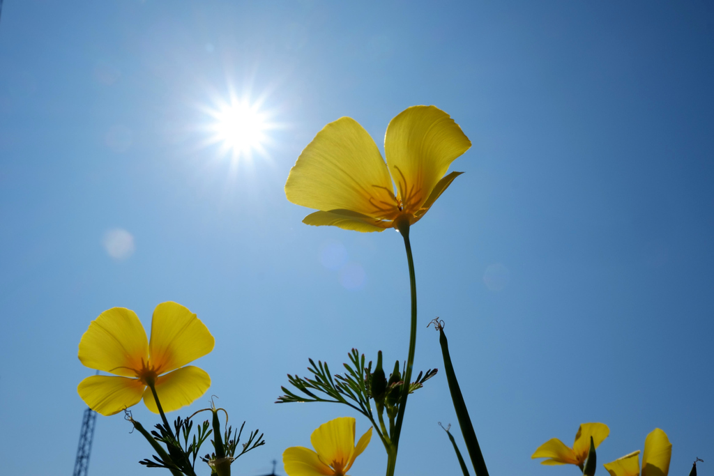 花と太陽