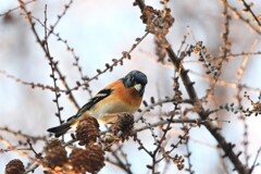 アトリの花咲く