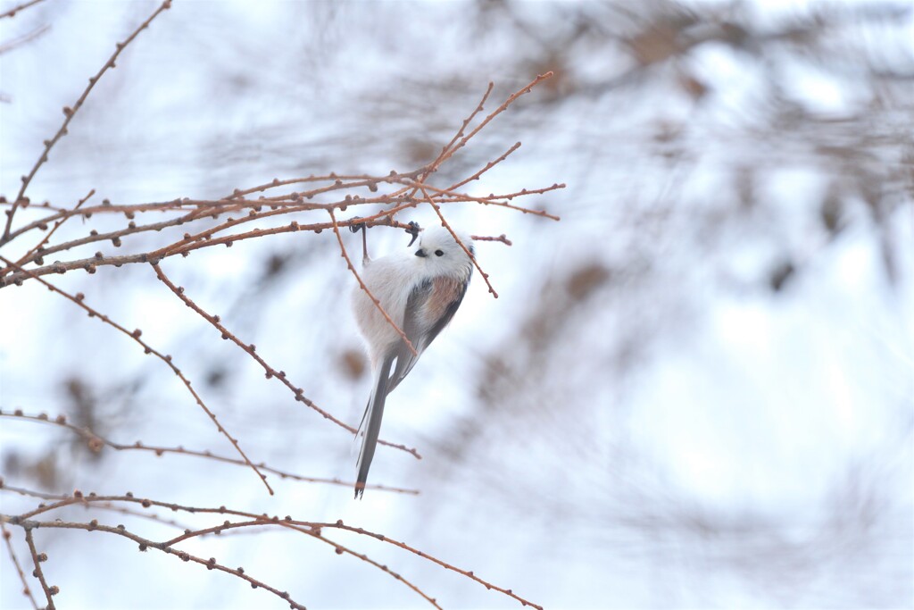 天使のぶらんこ