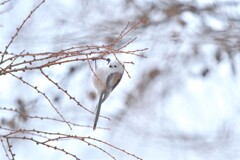 天使のぶらんこ