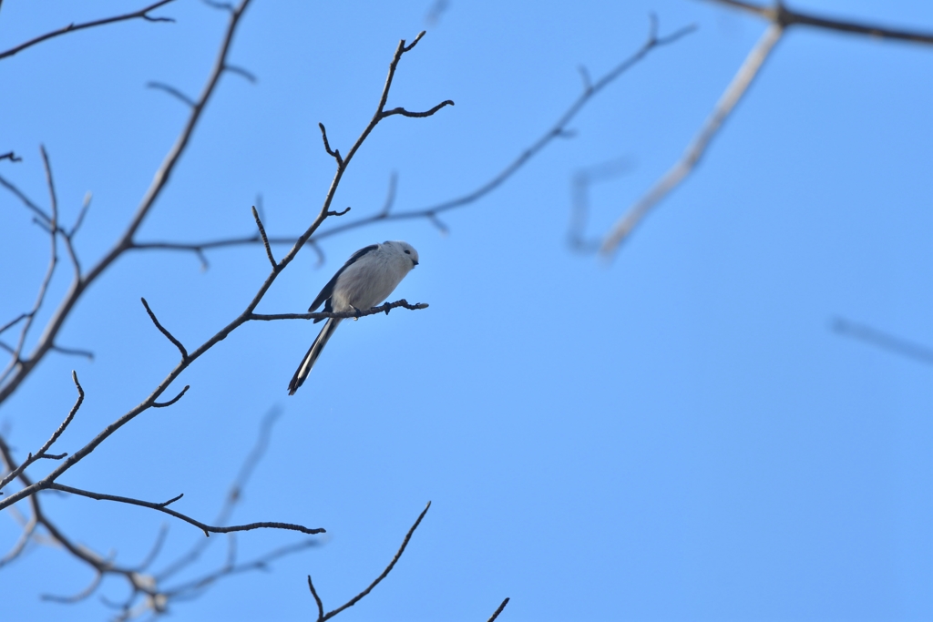 天使のまなざし