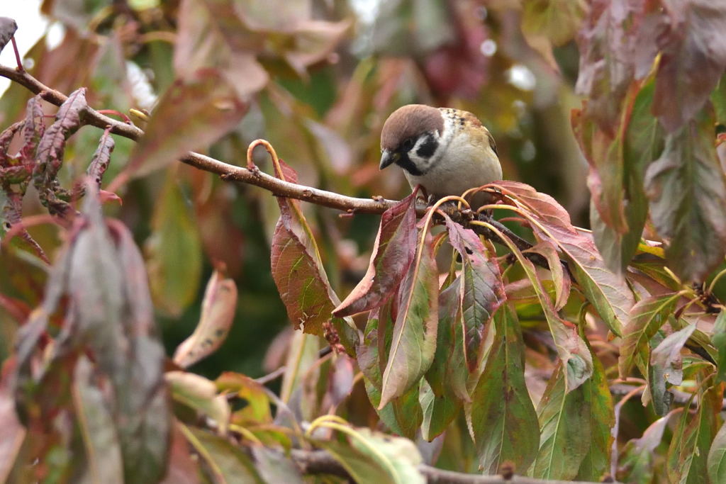 とりあえず野鳥だし