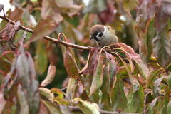 とりあえず野鳥だし