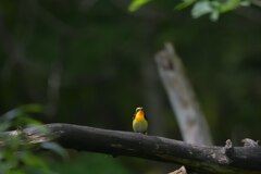 闇に咲く花