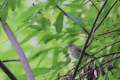 静かの森