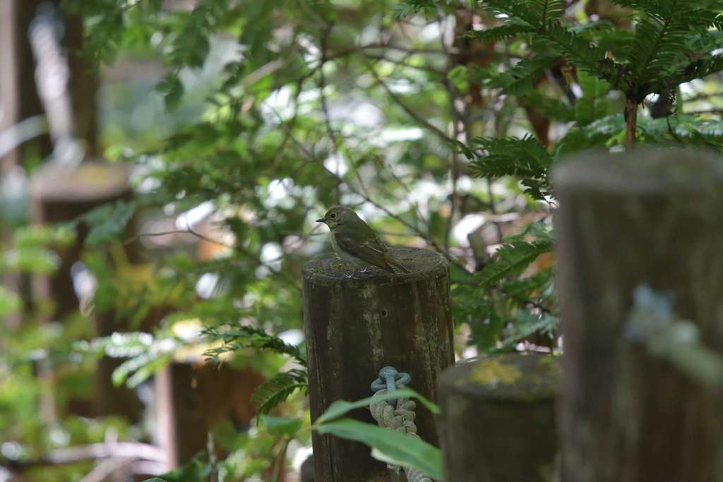 質素な魅力