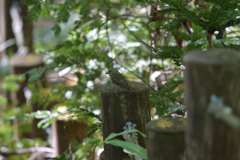 質素な魅力