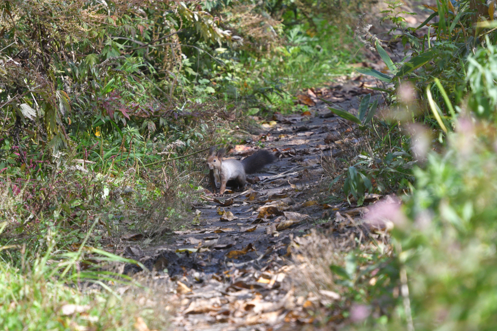 栗鼠との遭遇