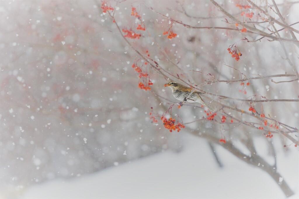 雪しんしんと