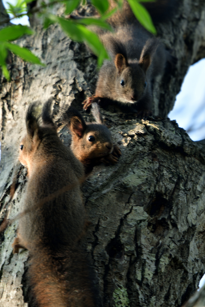 おんもであそぼ