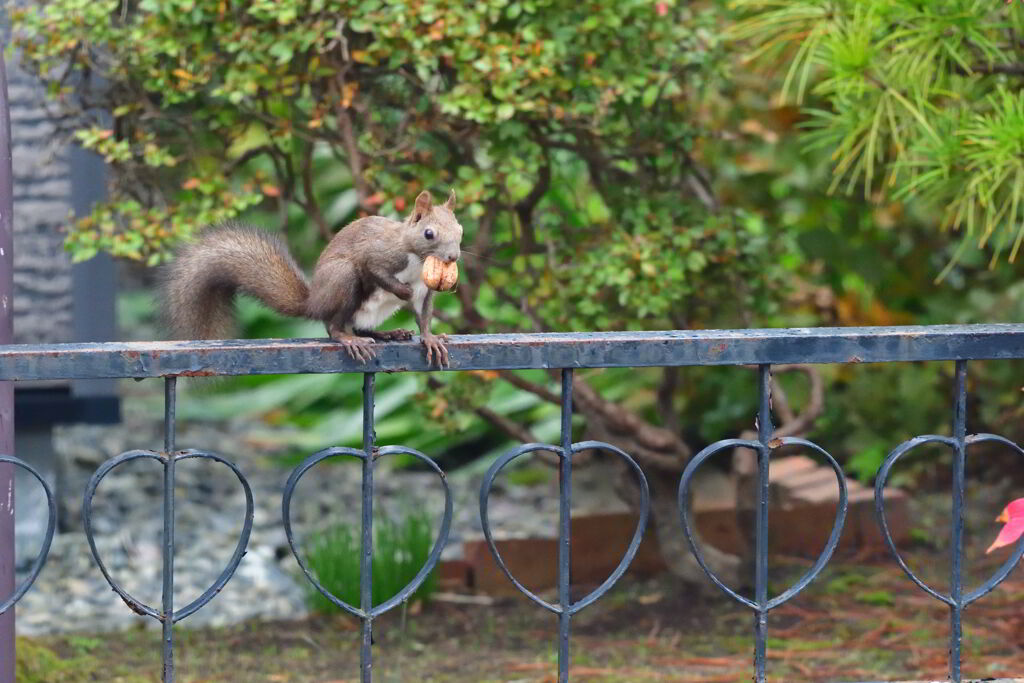 ガッツえぞりす