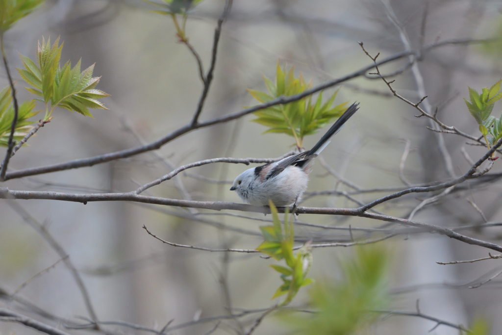 ナイススタイル