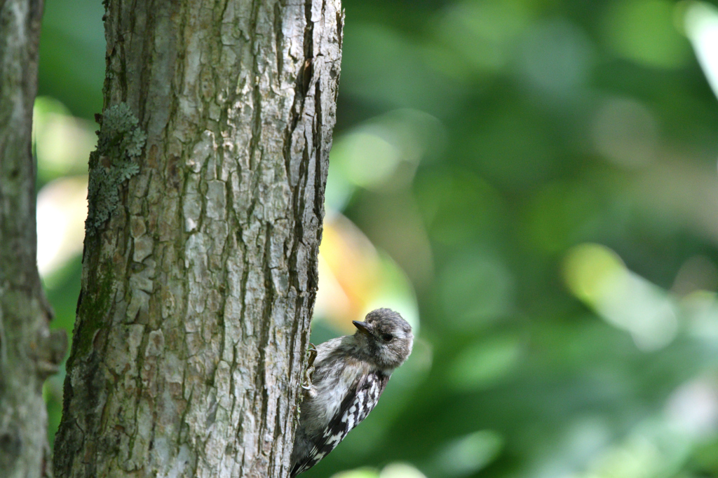 小さな大工さん