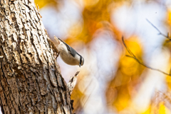 いつものサングラス