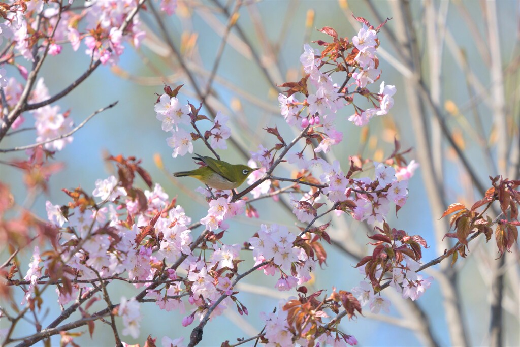 春は桜と