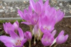 ここだけ花盛り