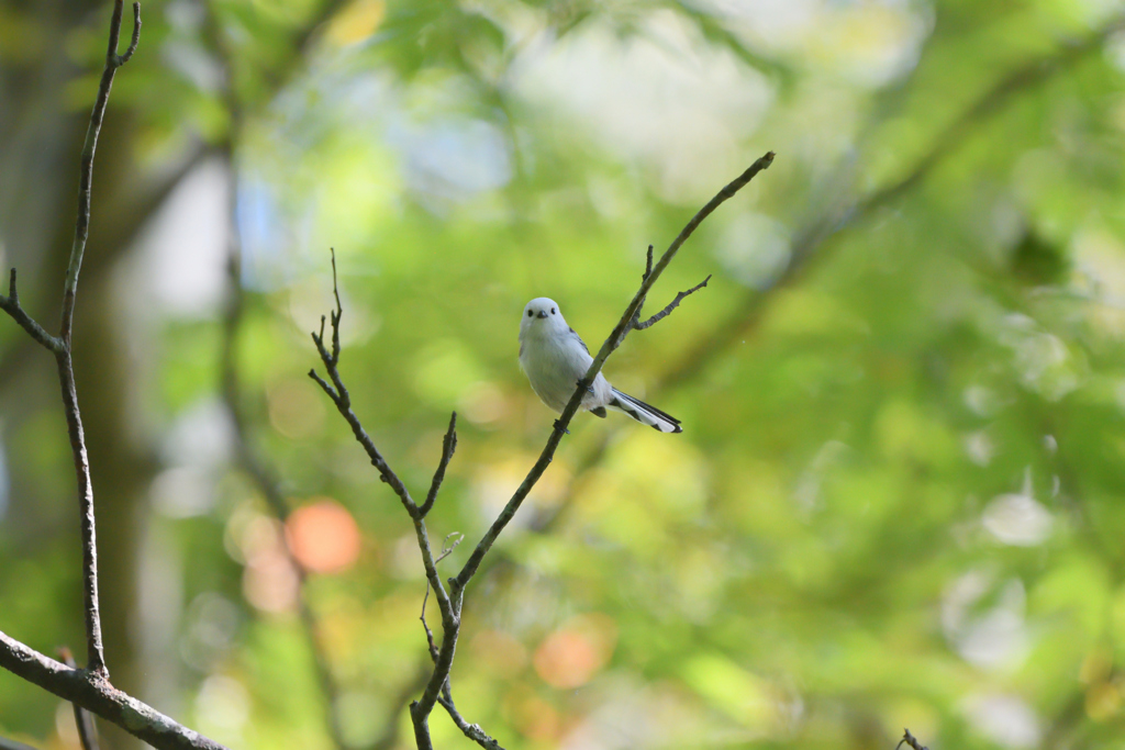 ハローエンジェル