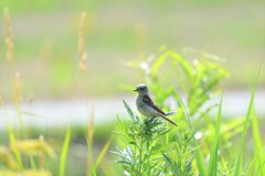 ちびノビ