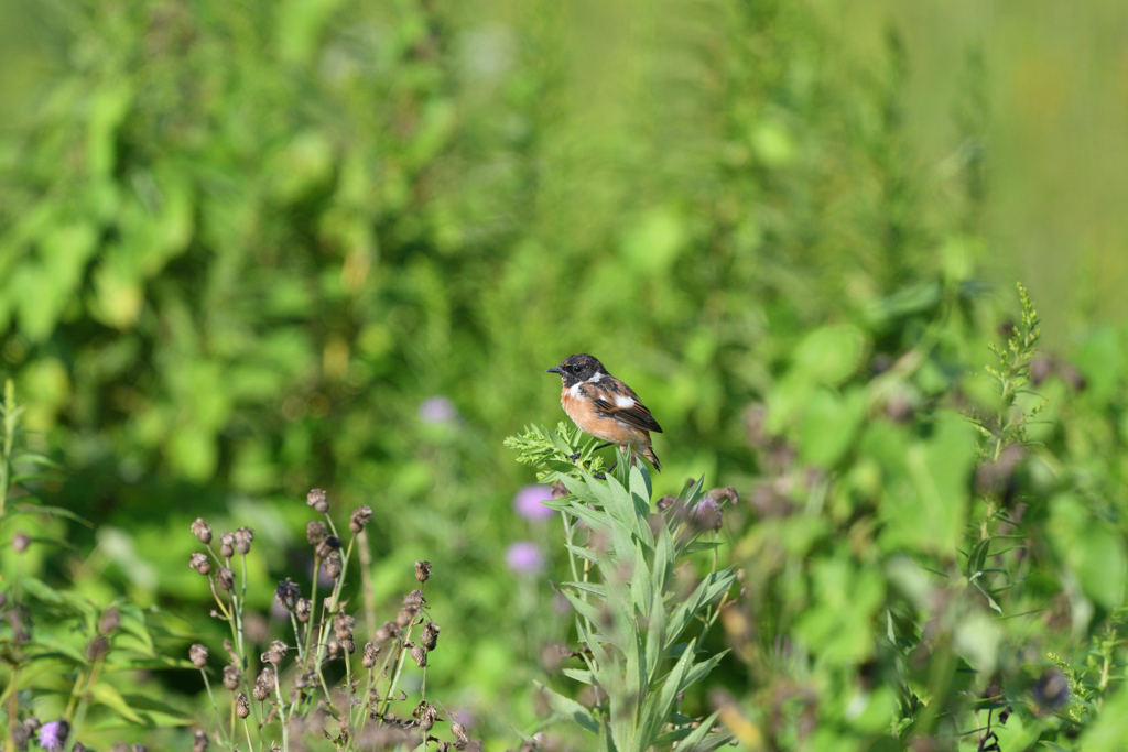 そろそろ秋支度