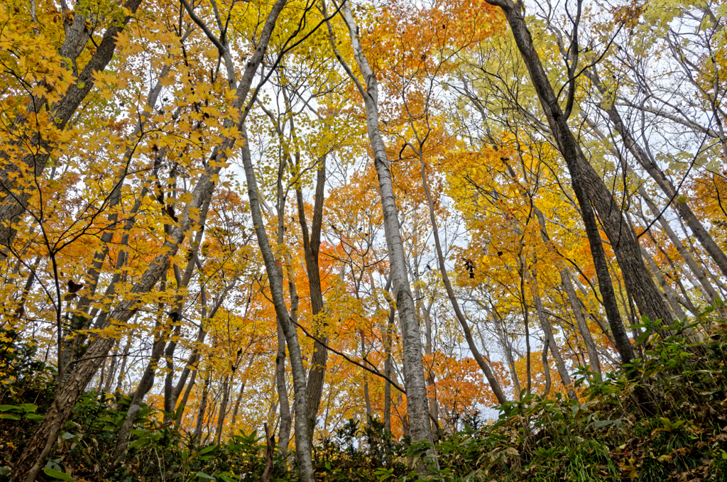 秋色シンフォニー
