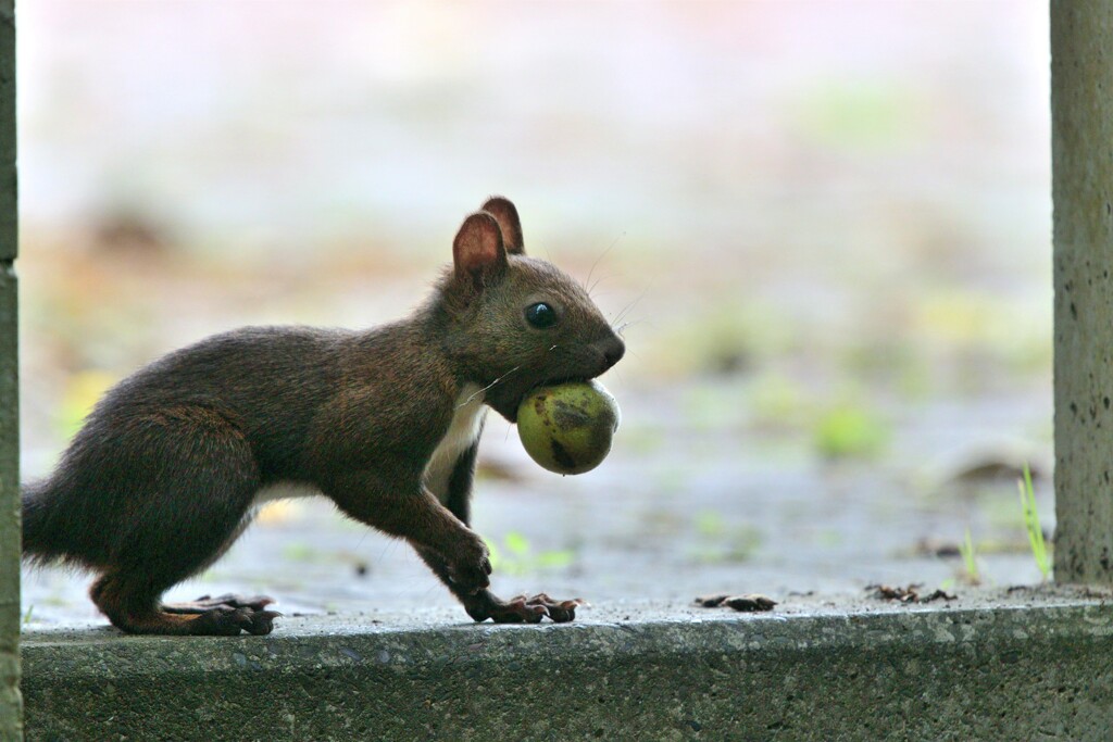 窓辺のオブジェ