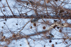 レストランからまつ