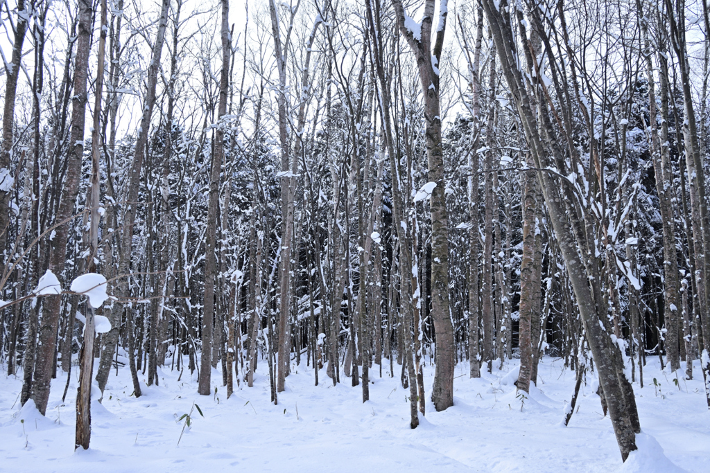 雪木立