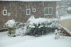 雪だより
